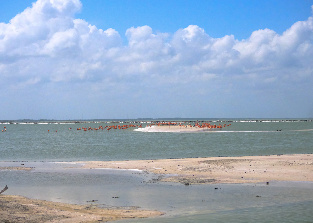 Flamingos Rio Lagartos
