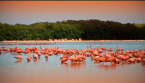 Ria Lagartos Flamingos